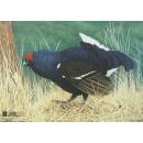 Swamp Fowl 70x50 cm - Nylon Reinforced - Animal Target Face