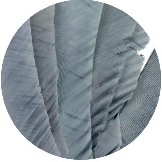 TRUEFLIGHT Naturfeder Spiral - rechtsgewunden - Goose Grey