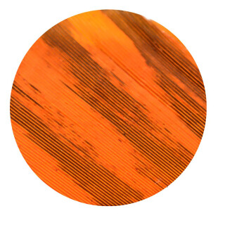 GATEWAY Natural feather Barred - striped - right-wound | Barred Orange | Shield | 4 inch