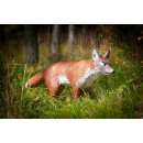 CENTER-POINT 3D Fox - Made in Germany