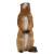 LONGLIFE Marmot