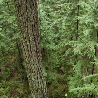 Shaft | BSW White Fir - Wood - Ø 5/16 inch | Raw shaft - full length | Spine 35/40 lbs