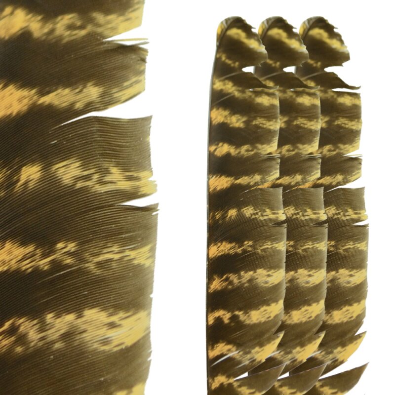 BSW Naturally Barred Turkey Feathers - Osage