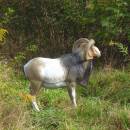 NATURFOAM Bighorn Sheep - standing