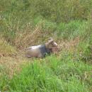 NATURFOAM Mouflon