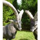 NATURFOAM Spanish Ibex