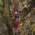 JACKALOPE - Red Beryl - 64 inches - Hybrid Bow - 45 lbs | Left Hand