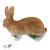 TC Targets - Rudi, the Rabbit
