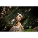 CENTER-POINT 3D Eagle Owl - Made in Germany