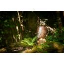 CENTER-POINT 3D Eagle Owl - Made in Germany