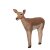 ASEN SPORTS Impala Schwarzfersenantilope - weiblich