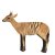 ASEN SPORTS Zebra Duiker Ducker Antilope