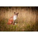 CENTER-POINT 3D Sitting Fox - Made in Germany