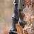 [SPECIAL] DRAKE Dark Chocolate - Take Down - 66 Zoll - 18-38 lbs - Recurvebogen | Rechtshand
