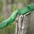 JACKALOPE - Malachite - 62 inches - 22-60 lbs - ILF - Take Down Recurve Bow