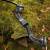 DRAKE Steam - 64 inches - 50 lbs - Take Down Recurve bow