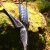 DRAKE ARCHERY ELITE Tapir - 54-58 inches - 20-50 lbs - Hybrid bow