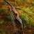 DRAKE ARCHERY ELITE Dark Phoenix - 60 inches - 35 lbs - Take Down Recurve bow