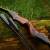 DRAKE ARCHERY ELITE Dark Phoenix - 60 inches - 35 lbs - Take Down Recurve bow