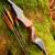 DRAKE ARCHERY ELITE Dark Phoenix - 60 inches - 35 lbs - Take Down Recurve bow