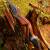 DRAKE ARCHERY ELITE Dark Phoenix - 60 inches - 35 lbs - Take Down Recurve bow