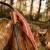 DRAKE ARCHERY ELITE Ablaze - 62 inch - 30-50 lbs - Hybrid bow