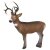 LEITOLD Young white-tailed deer [Spedition]