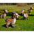 LEITOLD Billy Goat Poldi junior