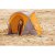 LITTLELIFE Childrens beach tent