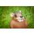 CENTER-POINT 3D Sitzende Ratte - Made in Germany
