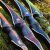 SPIDERBOWS Cloud - 64 Zoll - 20-50 lbs - Hybridbogen