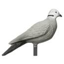 IBB 3D Pigeon