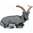 SRT Iberian Ibex lying down