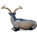 SRT Iberian Ibex lying down