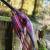 EXHIBITION PIECE | DRAKE ARCHERY ELITE Scarlet - 54 inches - 40 lbs - Hybrid bow | Right hand