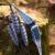 2nd CHANCE | DRAKE ARCHERY ELITE Marlin - 54 inches - 20 lbs - Hybrid bow | Left hand