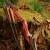 AUSSTELLUNGSSTÜCK | DRAKE ARCHERY ELITE Ablaze - 60 Zoll - 45 lbs - Take Down Recurvebogen