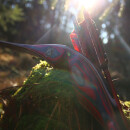 EXHIBITION PIECE | DRAKE ARCHERY ELITE Scarlet - 54 inches - 40 lbs - Hybrid bow | Right hand
