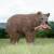 WILDCRETE 3D Brown Bear [Forwarding agent]