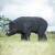WILDCRETE 3D Wildschwein