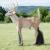 WILDCRETE 3D Weißwedelhirsch [Spedition]