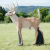 WILDCRETE 3D Weißwedelhirsch [Spedition]