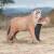 WILDCRETE 3D Berglöwe [***]