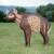 WILDCRETE 3D Kleine Hyäne