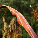 AUSSTELLUNGSST&Uuml;CK | DRAKE ARCHERY ELITE Ablaze - 62 Zoll - 30 lbs - Hybridbogen