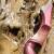 AUSSTELLUNGSSTÜCK | JACKALOPE - Red Beryl XL - Refined Tournament - 68 Zoll - 40 lbs - Take Down Recurvebogen | Rechtshand