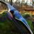 EXHIBITION PIECE | SPIDERBOWS Cloud Sky - 64 Inch - 35 lbs - Hybrid bow | Right hand