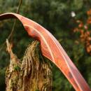 2nd CHANCE | DRAKE ARCHERY ELITE Ablaze - 62 Zoll - 30 lbs - Hybridbogen