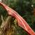 2nd CHANCE | DRAKE ARCHERY ELITE Ablaze - 62 Zoll - 30 lbs - Hybridbogen
