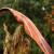 2nd CHANCE | DRAKE ARCHERY ELITE Ablaze - 62 Zoll - 30 lbs - Hybridbogen